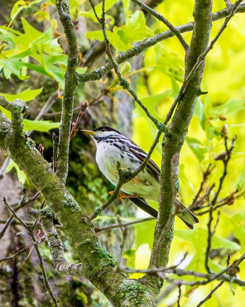 Black And White Warblers Search Tree Bark For Food Black And White Warblers Search Tree Bark For Food