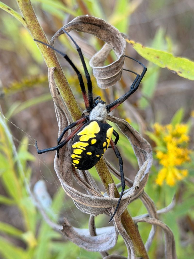 Black-And-Yellow Garden Spider Has A Body Built To Turn Heads