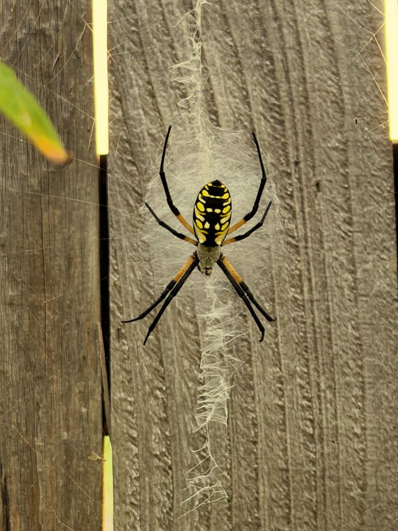 Black And Yellow Markings Make This Native Easy To Recognize