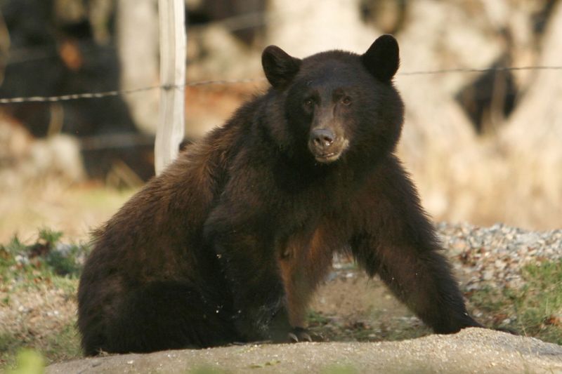 Black Bears Searching For Food