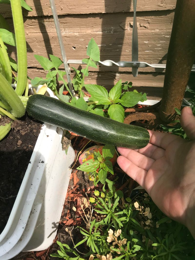 Black Beauty Zucchini