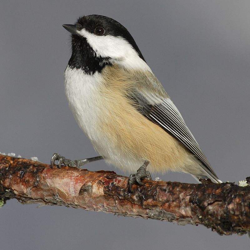 Black-Capped Chickadees Remain Year-Round Residents Black-Capped Chickadees Remain Year-Round Residents