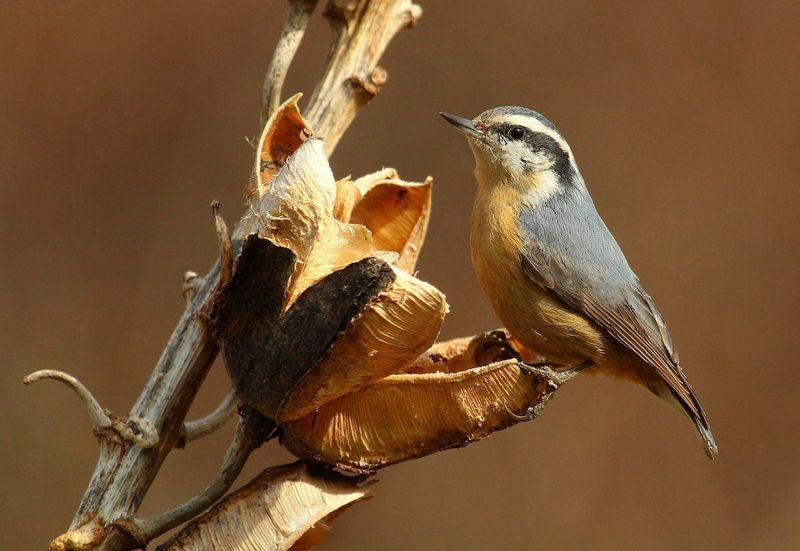 Black-Capped Heads Set Them Apart From Other Nuthatches