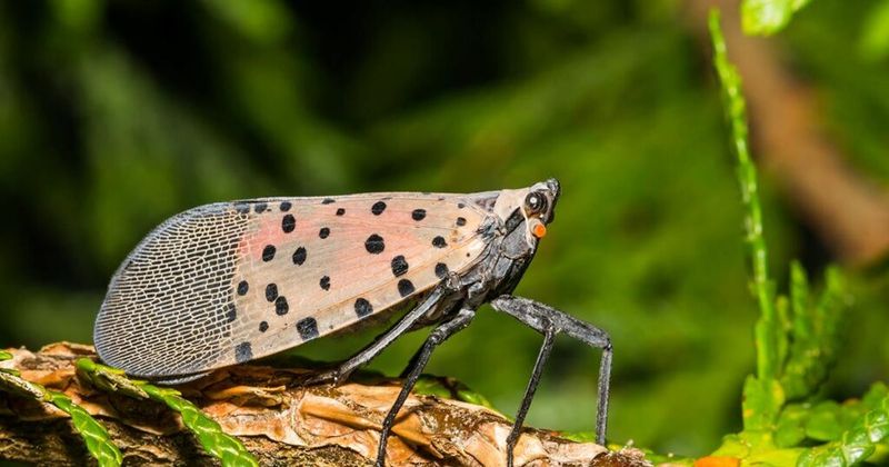 Black Cherry Can Show Lanternfly Feeding Signs Black Cherry Can Show Lanternfly Feeding Signs