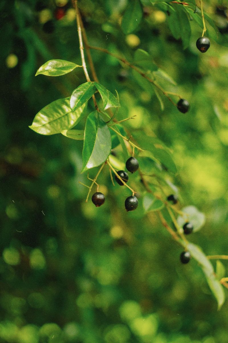 Black Cherry Gives Slower Leaves A Boost Black Cherry Gives Slower Leaves A Boost