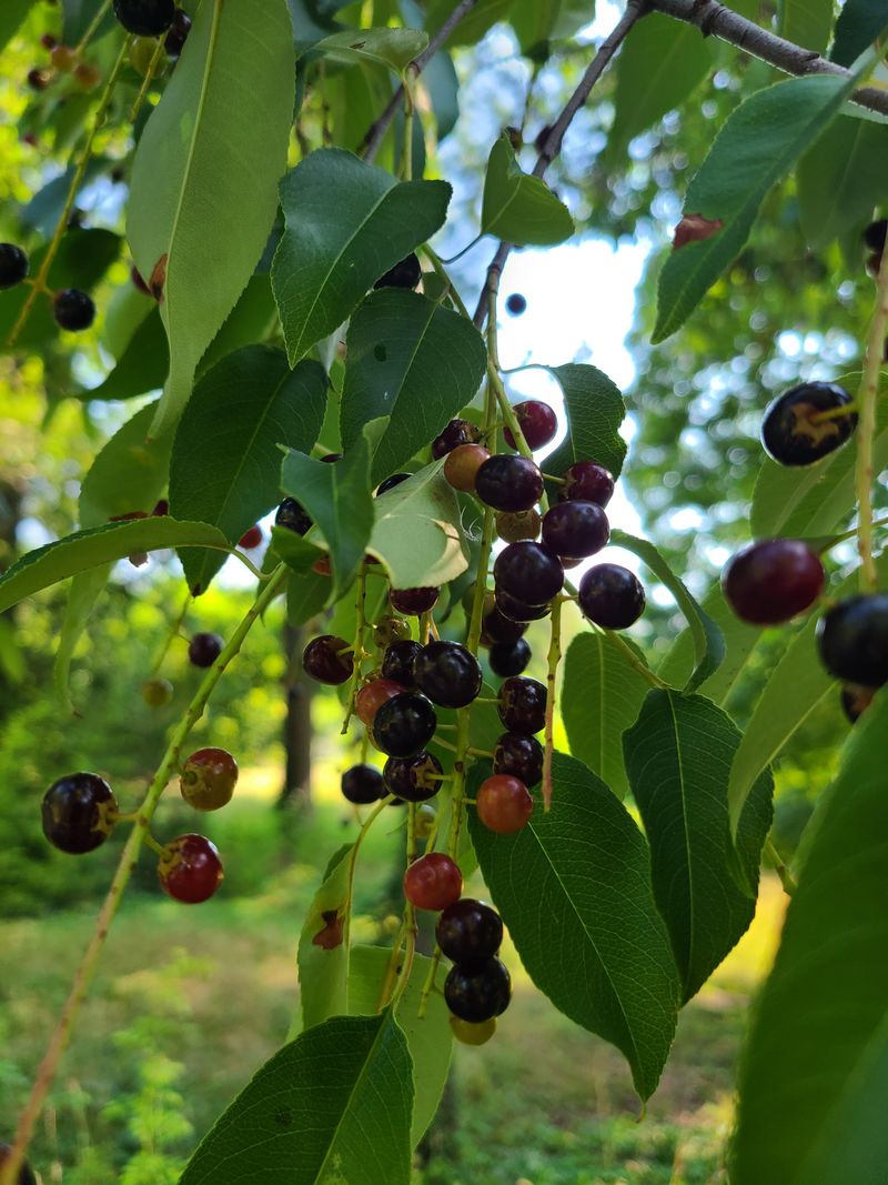 Black Cherry Black Cherry