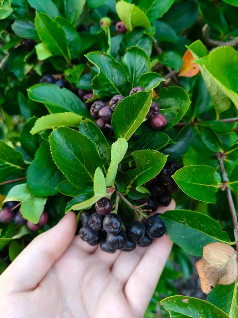 Black Chokeberry For Spreading Colonies