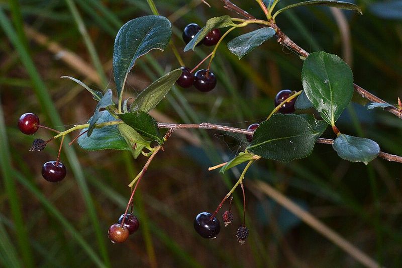 Black Chokeberry For Wet-Then-Dry Spots