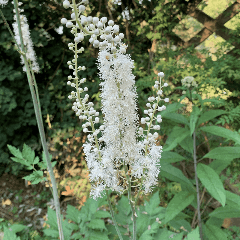 Black Cohosh Can Be Divided As Cooler Fall Weather Arrives