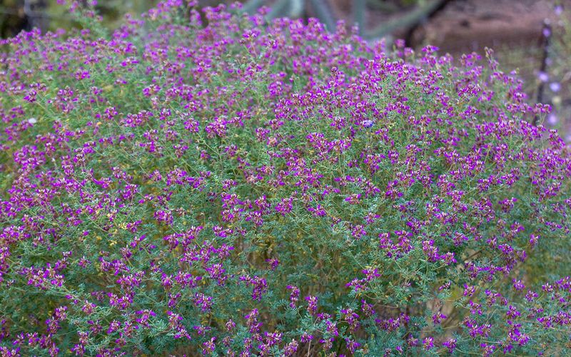 Black Dalea (Dalea frutescens) Black Dalea (Dalea frutescens)