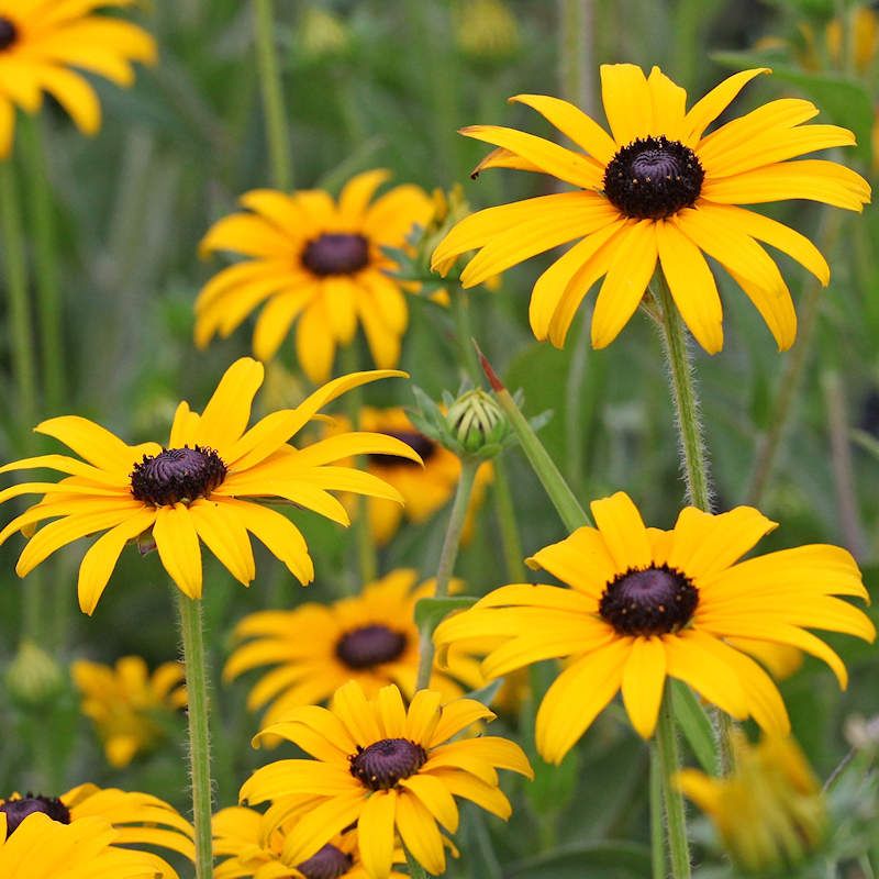 Black-Eyed Susan Black-Eyed Susan