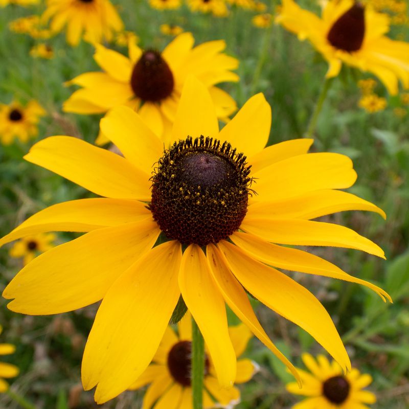 Black-Eyed Susan