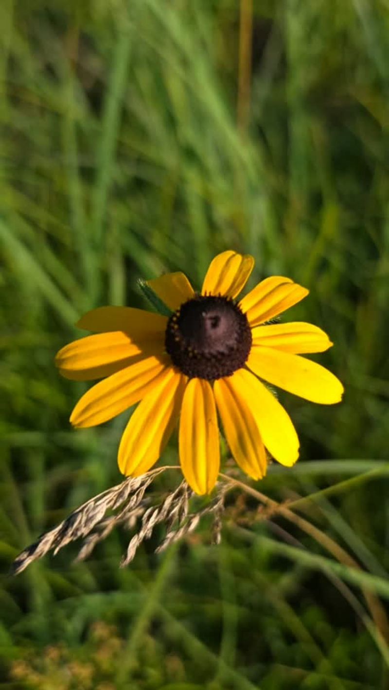 Black-Eyed Susan