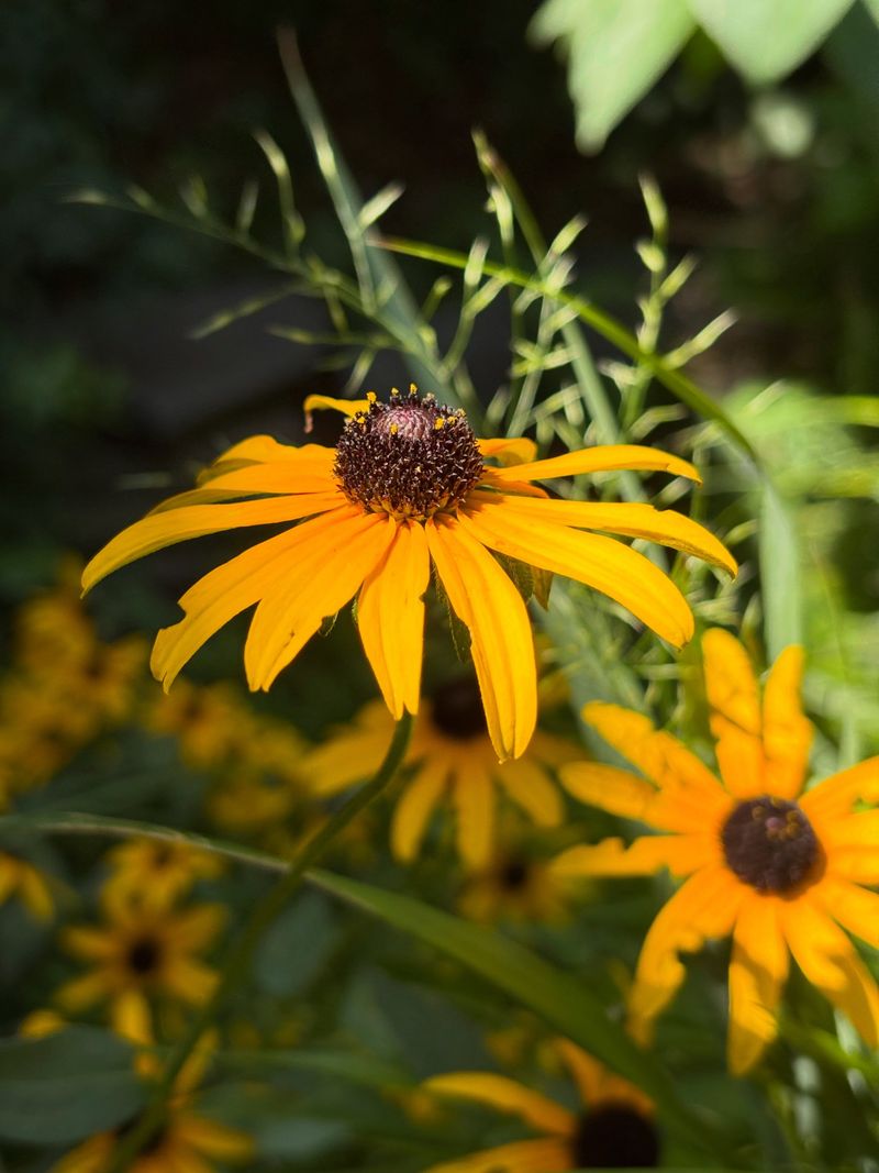 Black-Eyed Susan Black-Eyed Susan