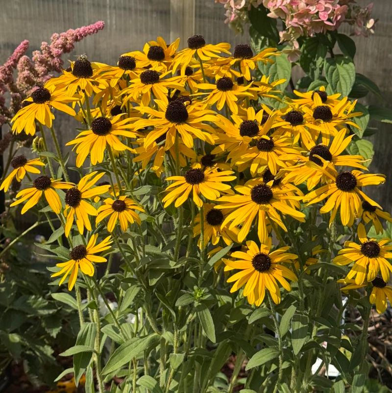 Black-Eyed Susan