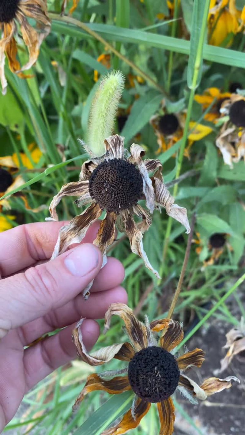 Black-Eyed Susan Black-Eyed Susan