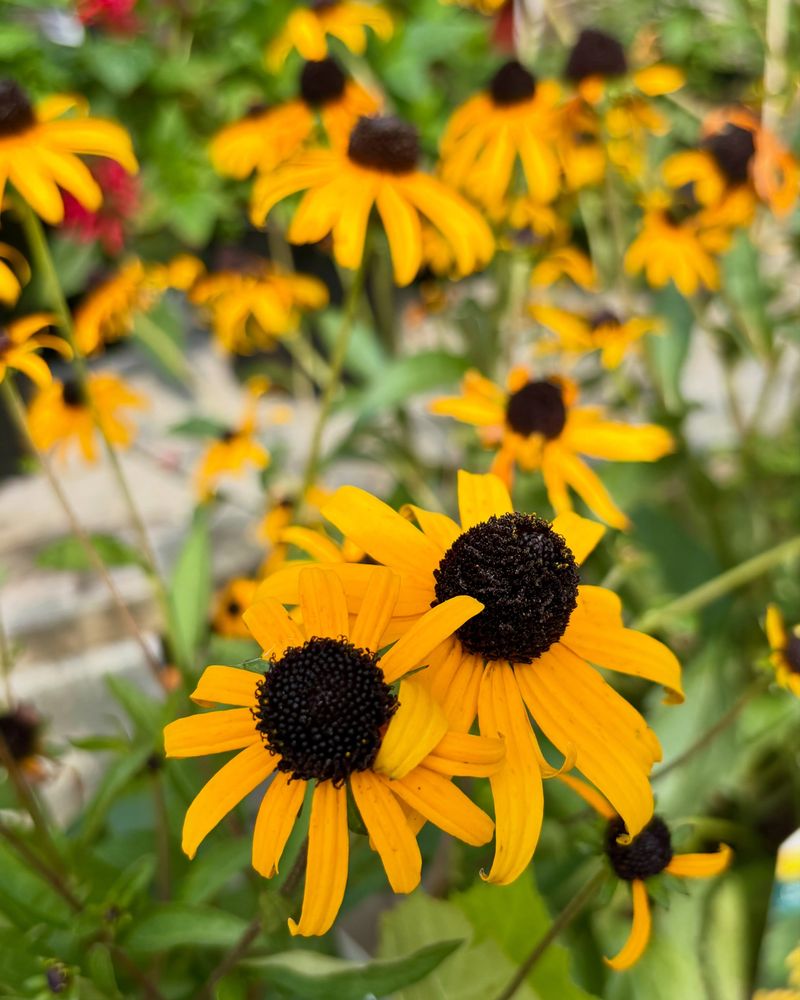 Black-Eyed Susan