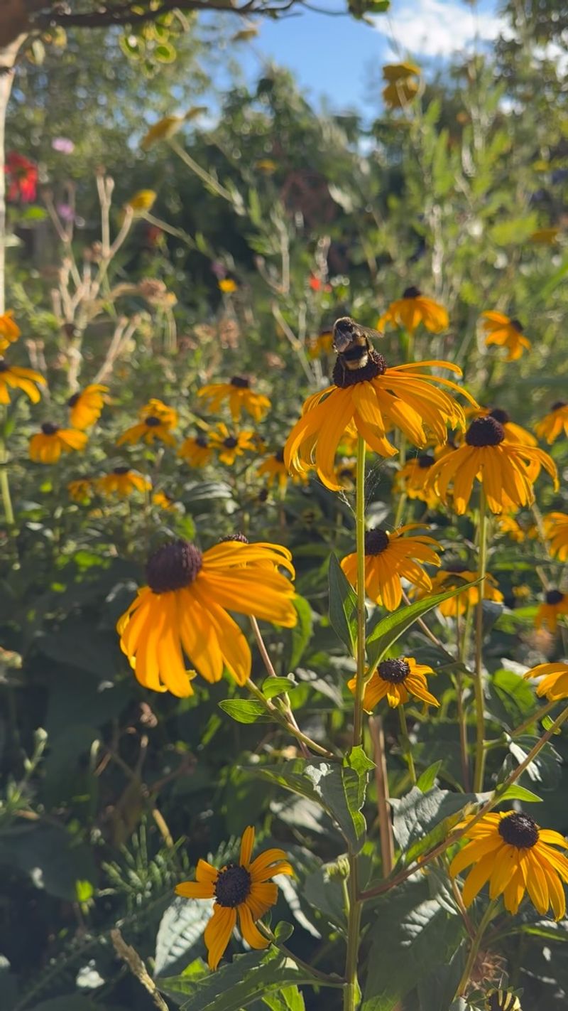 Black Eyed Susan
