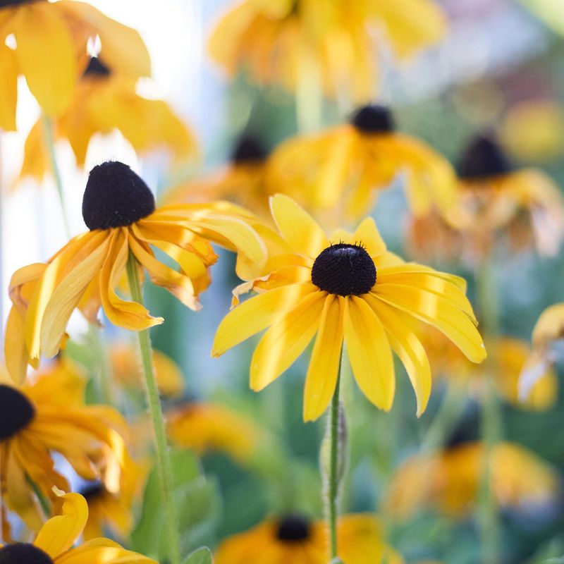 Black Eyed Susan Black Eyed Susan