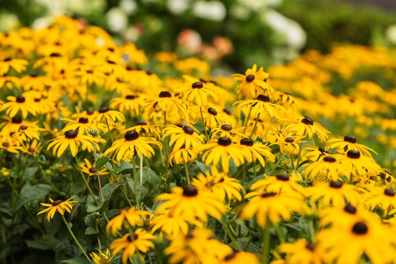 Black Eyed Susan Black Eyed Susan