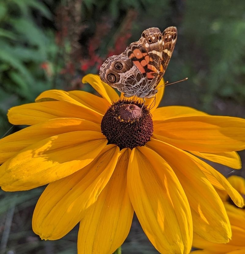 Black Eyed Susan Brings Long Lasting Native Blooms Black Eyed Susan Brings Long Lasting Native Blooms