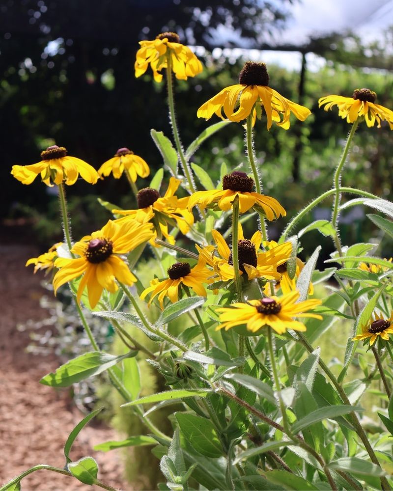 Black-Eyed Susan Brings Winter Charm Black-Eyed Susan Brings Winter Charm