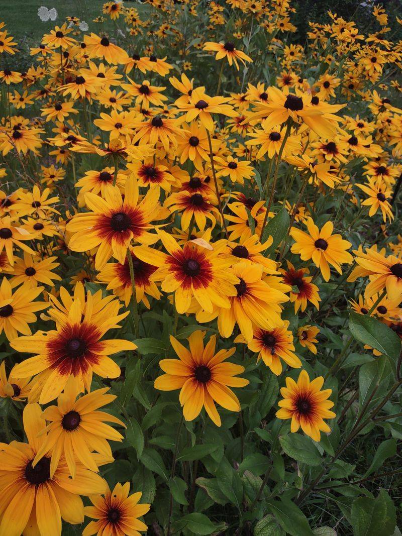 Black Eyed Susan Extends Color Beyond Summer