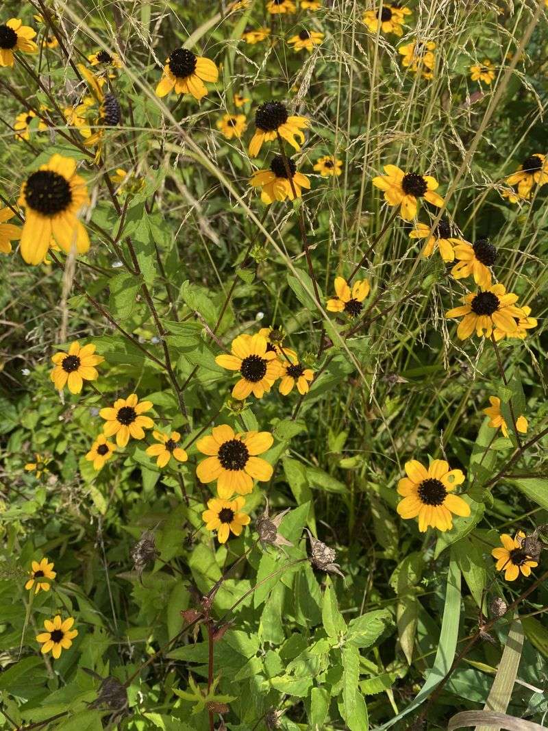 Black-Eyed Susan Fills Gaps On Its Own Black-Eyed Susan Fills Gaps On Its Own