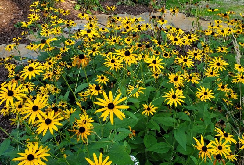 Black-Eyed Susan Handles Summer Conditions Well