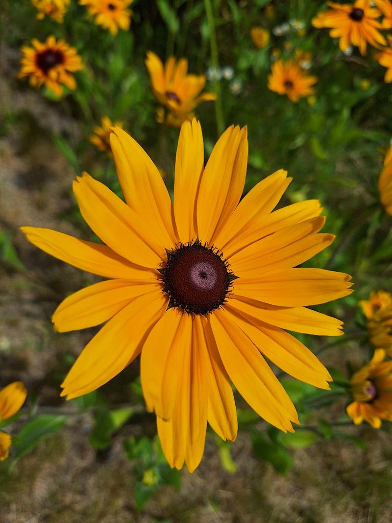 Black-Eyed Susan Is The Golden Garden Sunshine That Carries Summer Into Fall Black-Eyed Susan Is The Golden Garden Sunshine That Carries Summer Into Fall