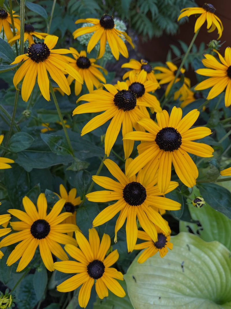 Black-Eyed Susan Keeps Color Going Into October Black-Eyed Susan Keeps Color Going Into October