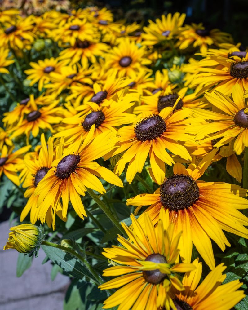 Black-Eyed Susan (Rudbeckia spp.)