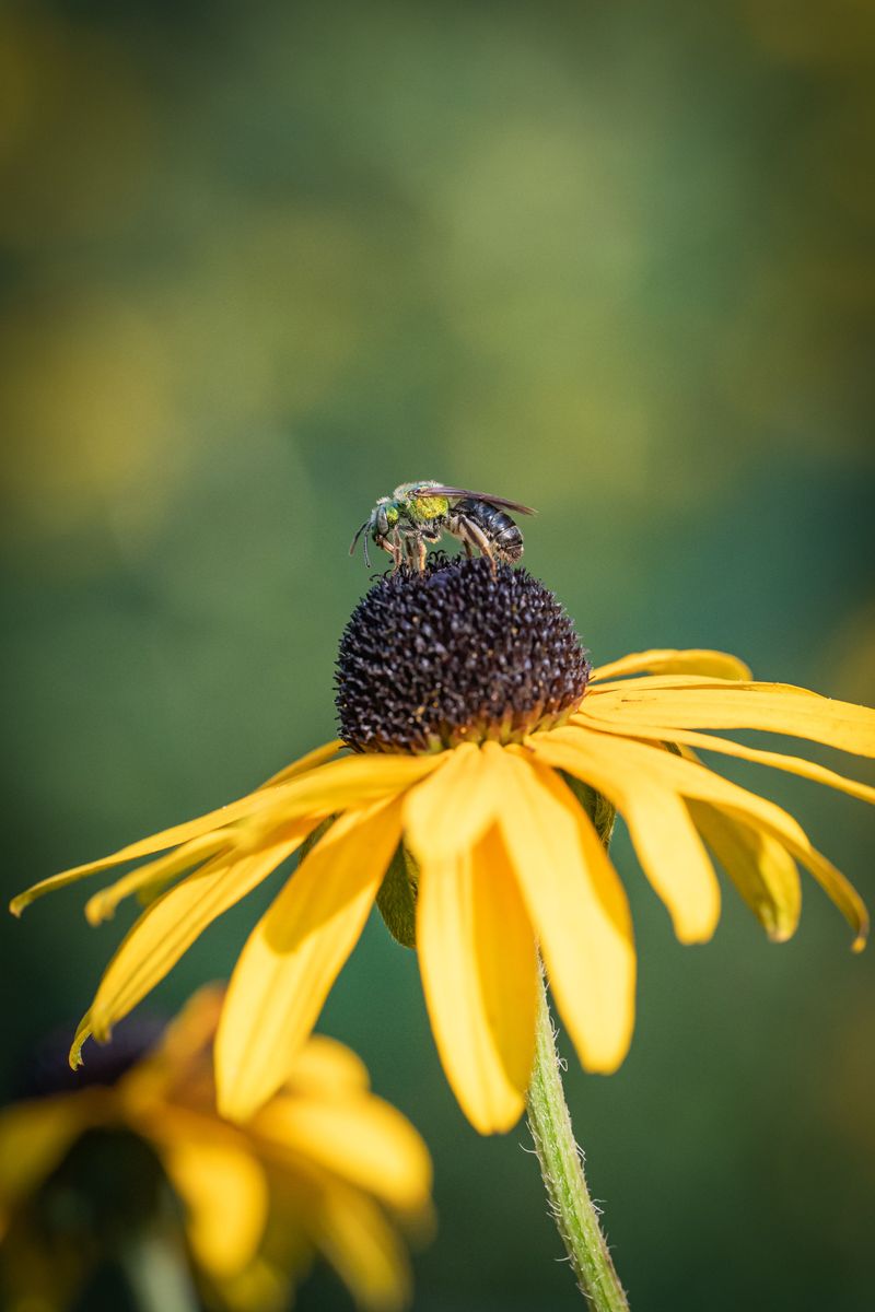 Black-Eyed Susan Shelters Sleepy Insects Black-Eyed Susan Shelters Sleepy Insects