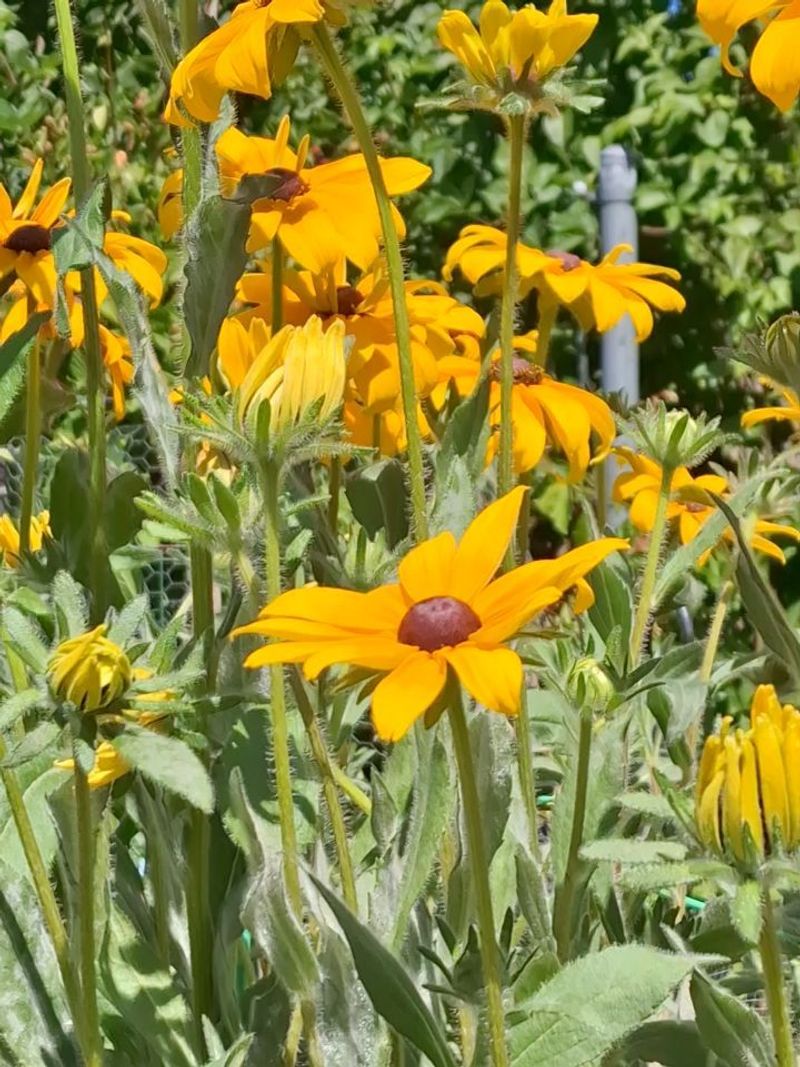 Black-Eyed Susan