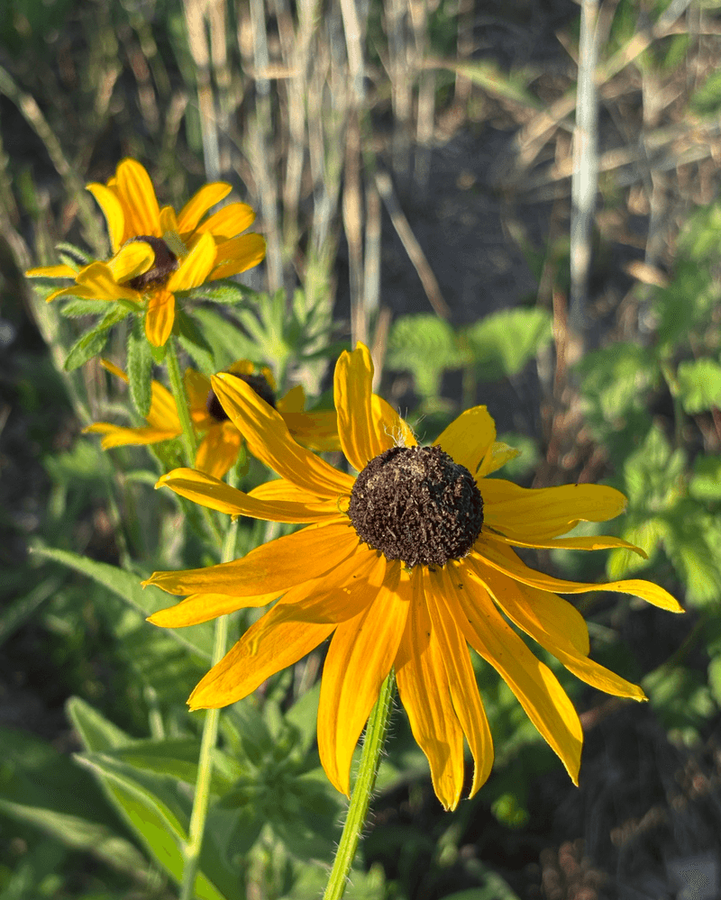 Black-Eyed Susan Black-Eyed Susan