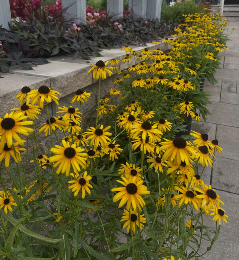 Black Eyed Susans And Native Rudbeckia