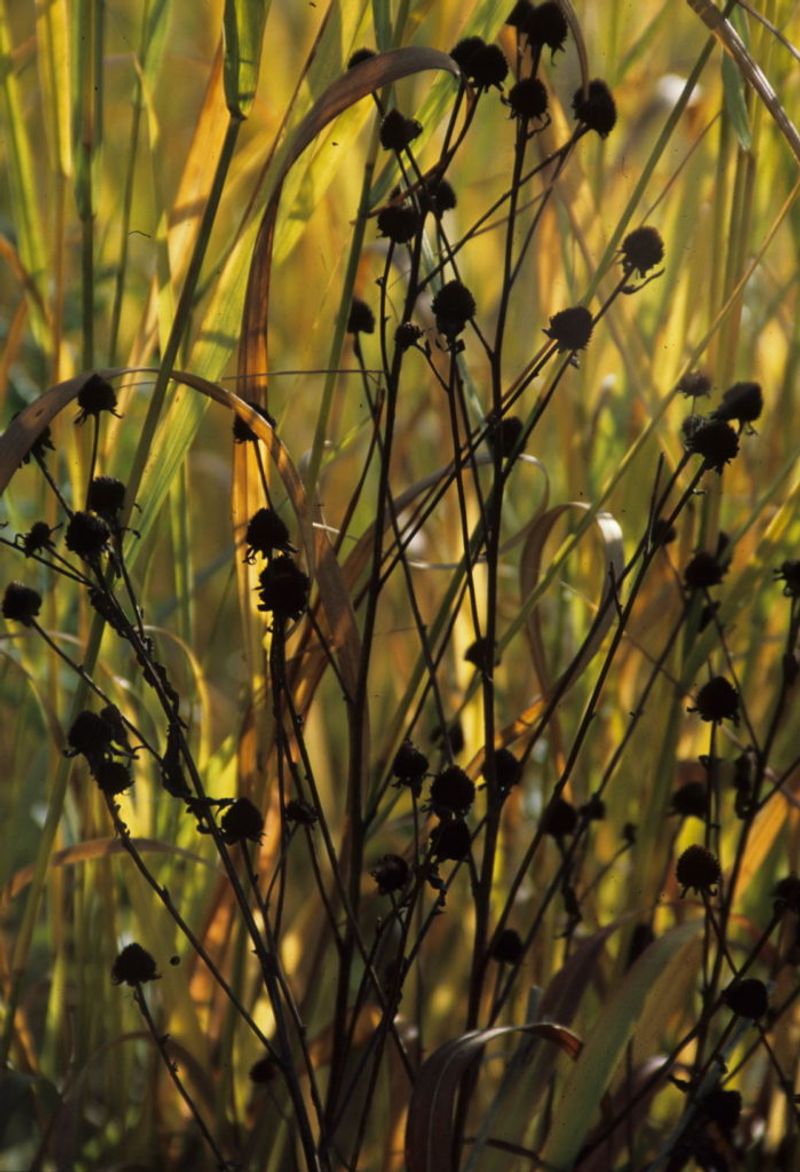 Black-Eyed Susans Can Stay Standing For Winter