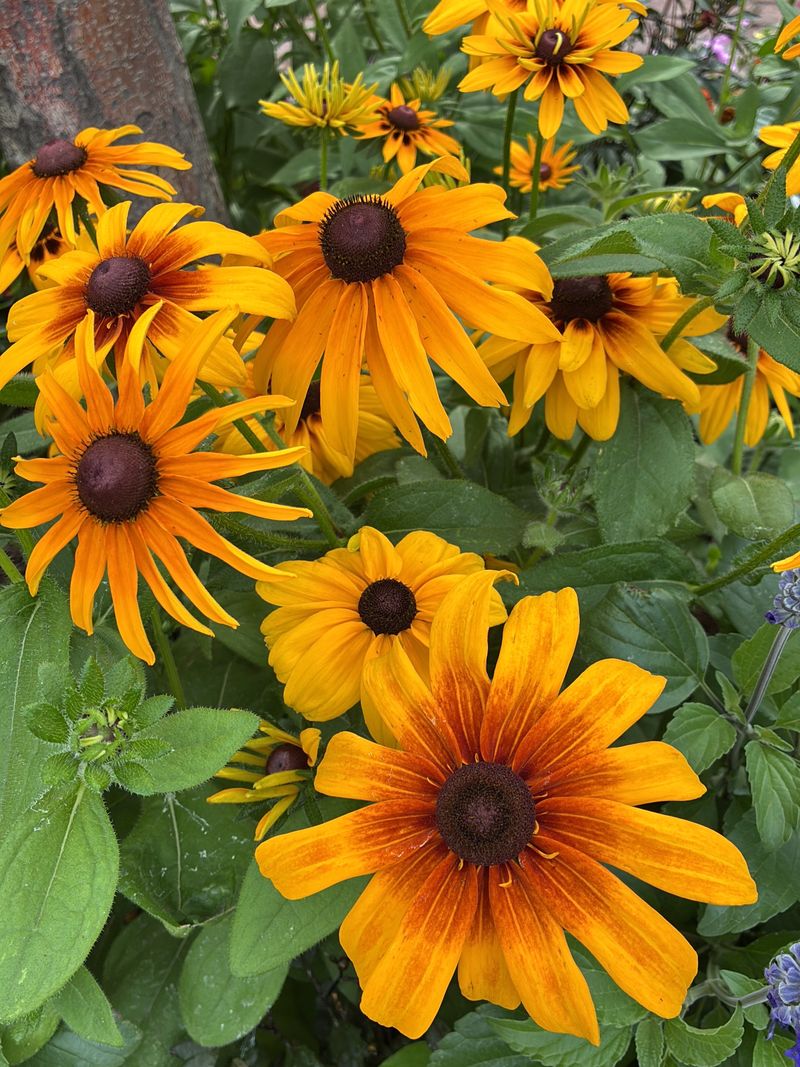 Black Eyed Susans Do Not Need An Immediate Fall Cutback Black Eyed Susans Do Not Need An Immediate Fall Cutback
