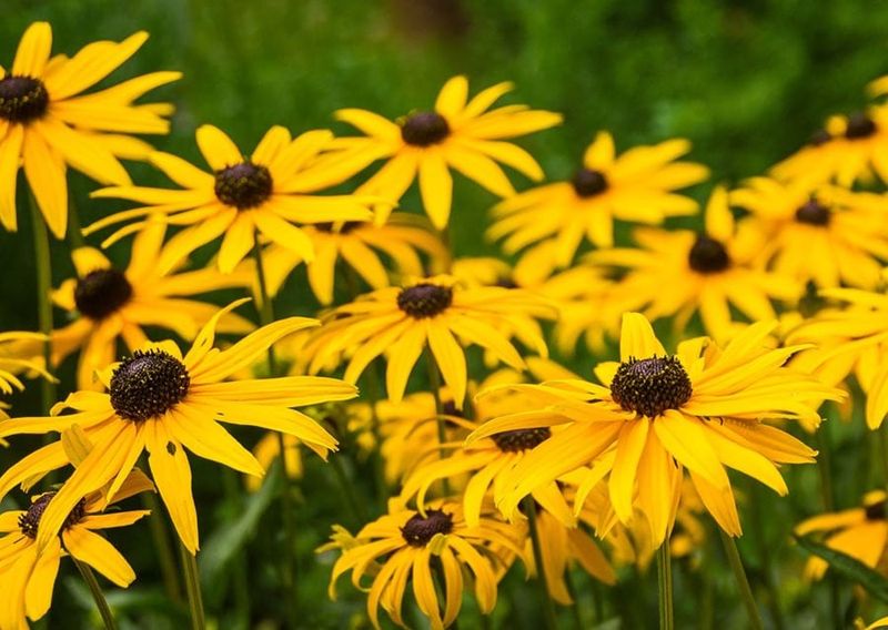Black-Eyed Susans (Rudbeckia hirta) Black-Eyed Susans (Rudbeckia hirta)