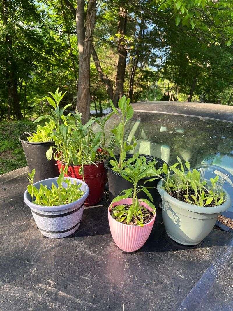 Black Eyed Susans Stay Healthier With More Room To Grow