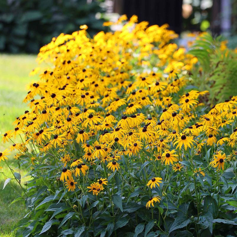 Black-Eyed Susans