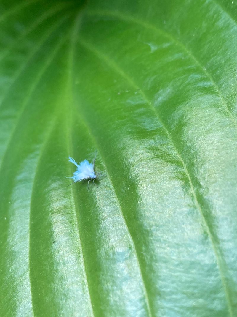 Black Film On Leaves And Bark Explained