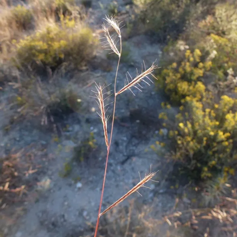 Black Grama (Bouteloua eriopoda) Black Grama (Bouteloua eriopoda)