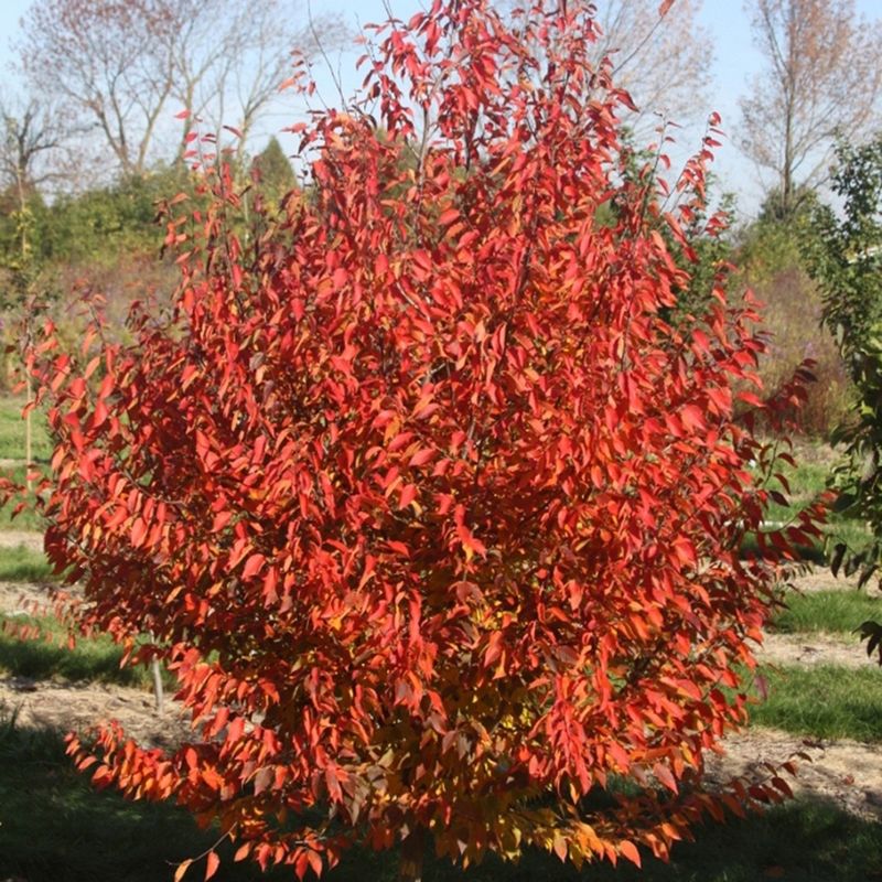 Black Gum Can Turn Brilliant Scarlet