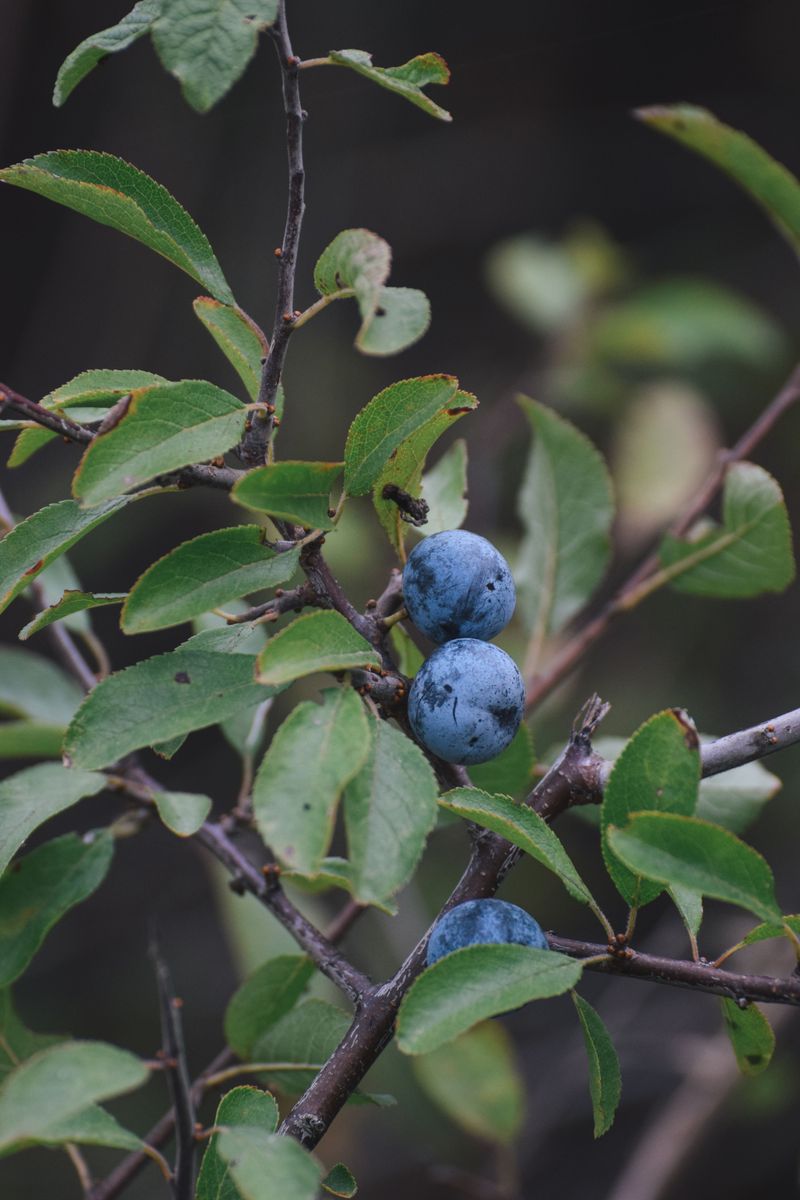 Black Gum Ripens Blue Fruit Just As Migration Peaks