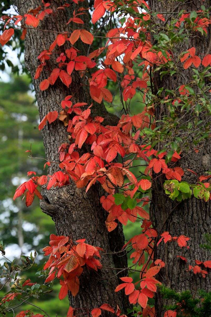 Black Gum, One Of The State’s Earliest Scarlet Trees