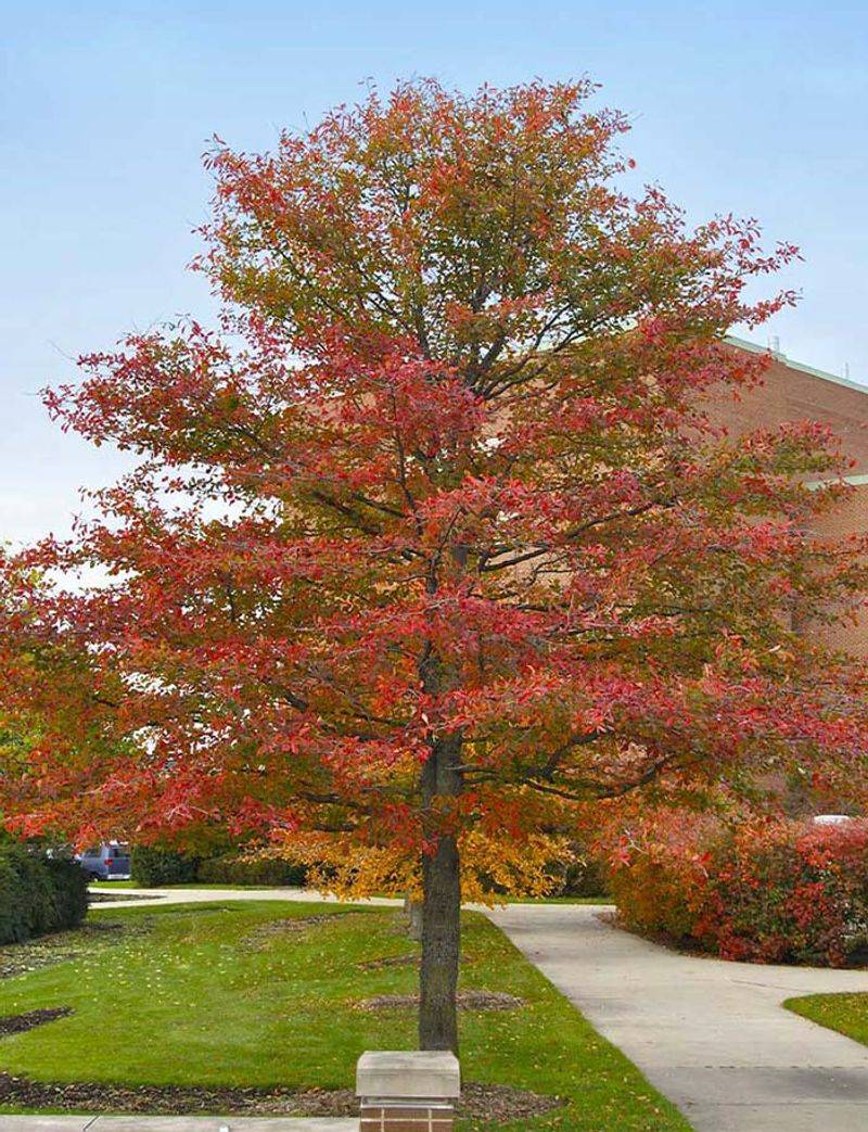 Black Gum's Adaptability To Different Garden Conditions Black Gum's Adaptability To Different Garden Conditions