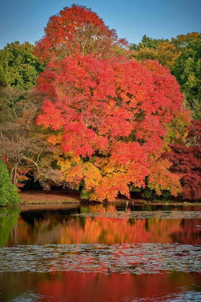 Black Gum's Native Roots Across New York Landscapes Black Gum's Native Roots Across New York Landscapes