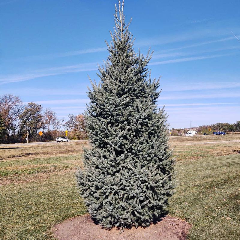 Black Hills Spruce in Wisconsin Black Hills Spruce in Wisconsin