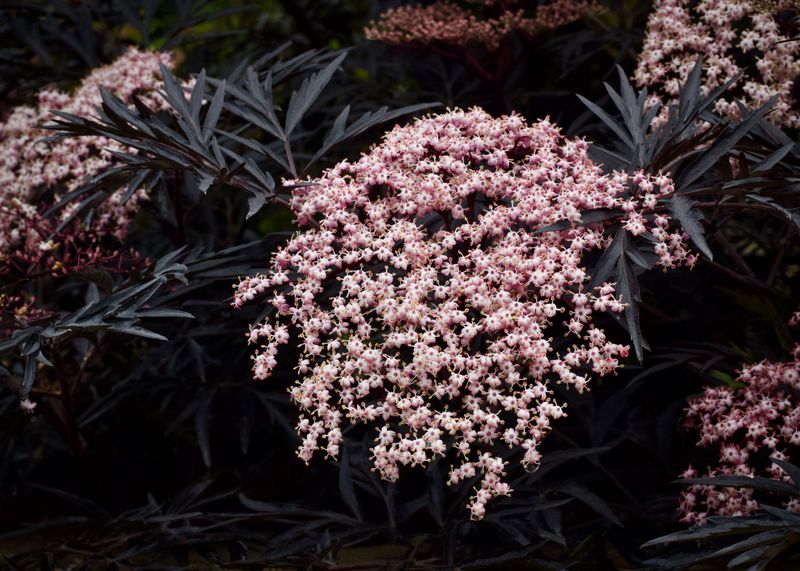 Black Lace Elderberry For Lacy Drama Black Lace Elderberry For Lacy Drama